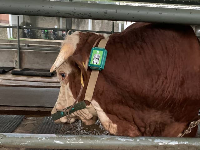 DiANGON - IoT Cattle Monitoring System thumbnail 4