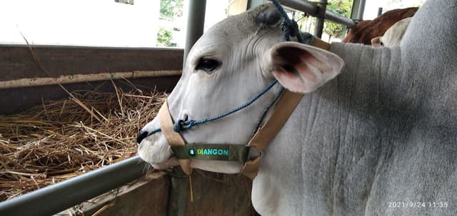 DiANGON - IoT Cattle Monitoring System thumbnail 1